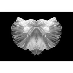 Fan Tails, Black And White (Landscape)