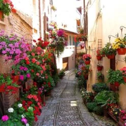 Floral Alley In Italy (square)