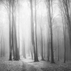 Forest Of Fire, Black And White (square)