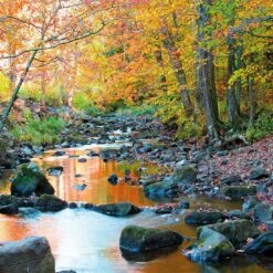 Forest Stream (square)