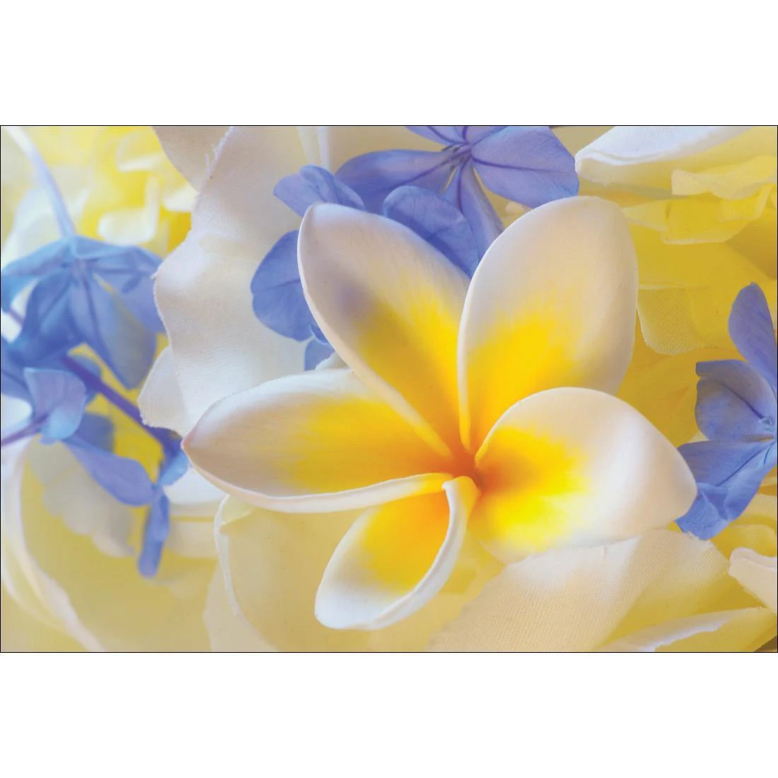 Frangipani and Cornflower Frangipani And Cornflower -WALL ART DESGIN SALE frangipani and cornflower canvas stretched canvas 45x30cm 198598
