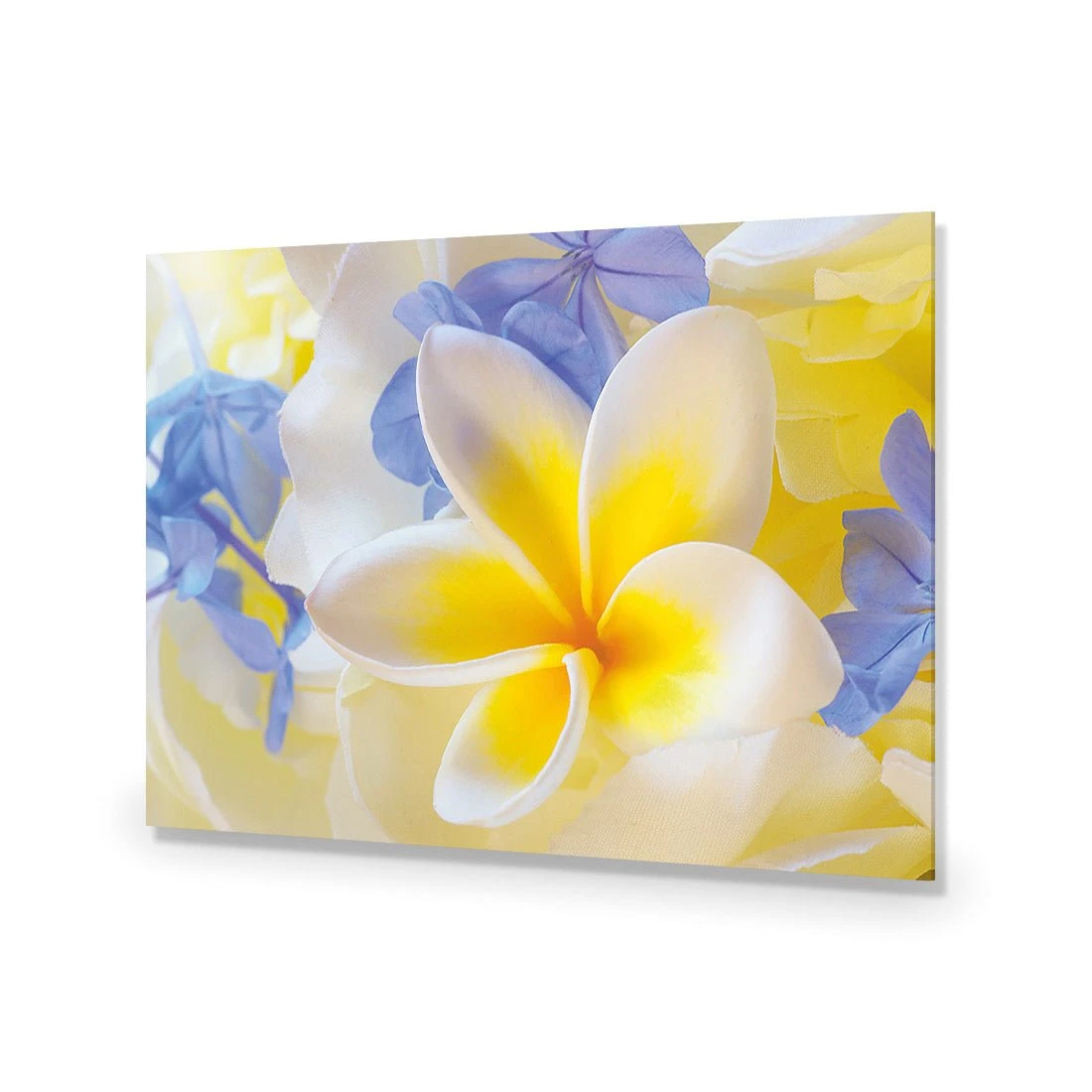 Frangipani and Cornflower Frangipani And Cornflower -WALL ART DESGIN SALE frangipani and cornflower canvas stretched canvas 45x30cm 764040