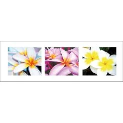 Frangipani Montage