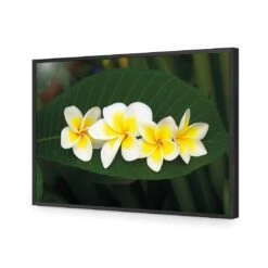 Frangipanis Floating 15 Frangipanis Floating -WALL ART DESGIN SALE frangipanis floating acrylic glass no border black frame 45x30cm 144984