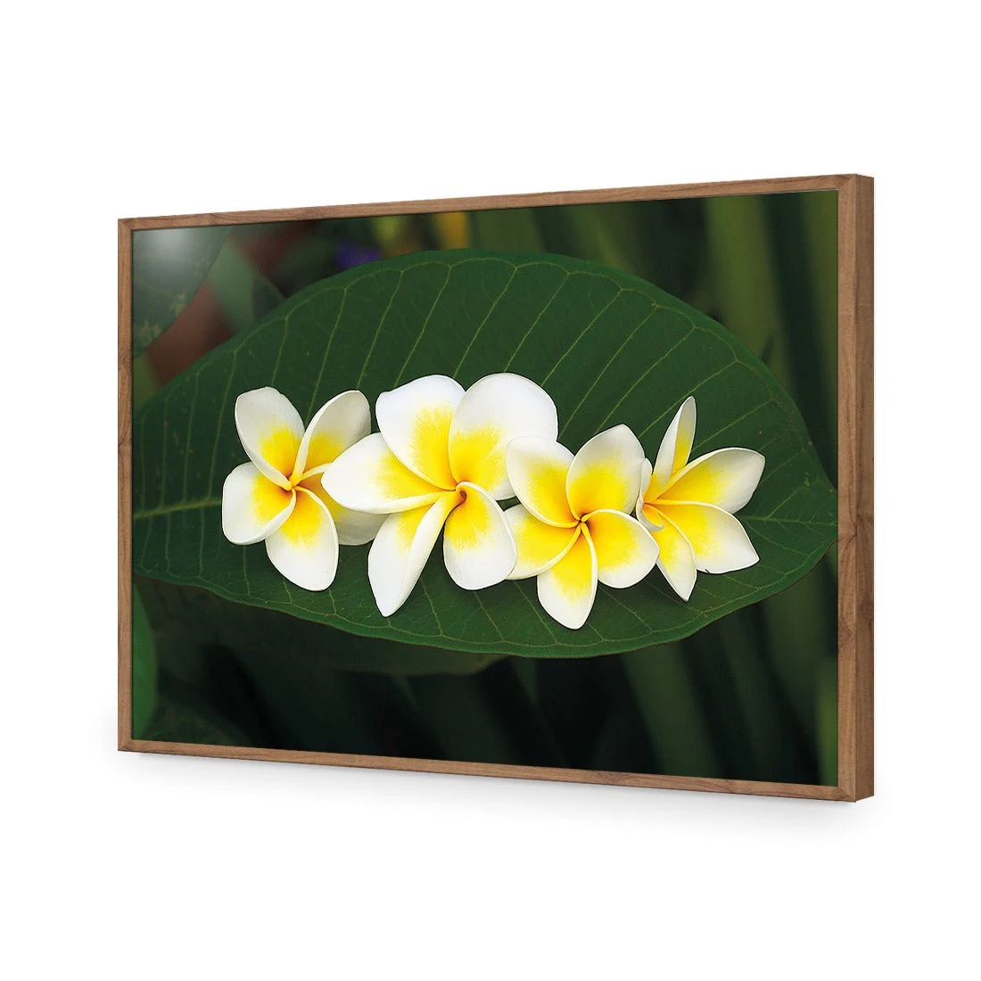 Frangipanis Floating Frangipanis Floating -WALL ART DESGIN SALE frangipanis floating acrylic glass no border natural frame 45x30cm 327263