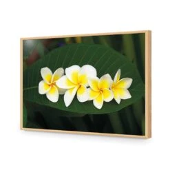Frangipanis Floating 17 Frangipanis Floating -WALL ART DESGIN SALE frangipanis floating acrylic glass no border oak frame 45x30cm 645305