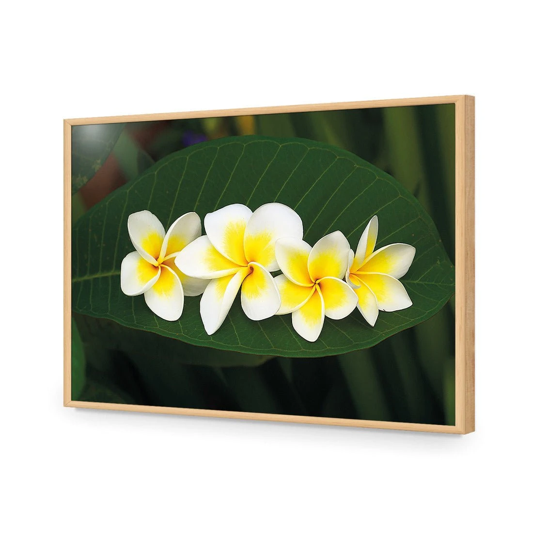 Frangipanis Floating Frangipanis Floating -WALL ART DESGIN SALE frangipanis floating acrylic glass no border oak frame 45x30cm 645305