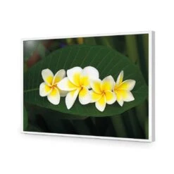 Frangipanis Floating 16 Frangipanis Floating -WALL ART DESGIN SALE frangipanis floating acrylic glass no border white frame 45x30cm 618258