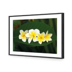Frangipanis Floating 10 Frangipanis Floating -WALL ART DESGIN SALE frangipanis floating acrylic glass with border black frame 45x30cm 387235