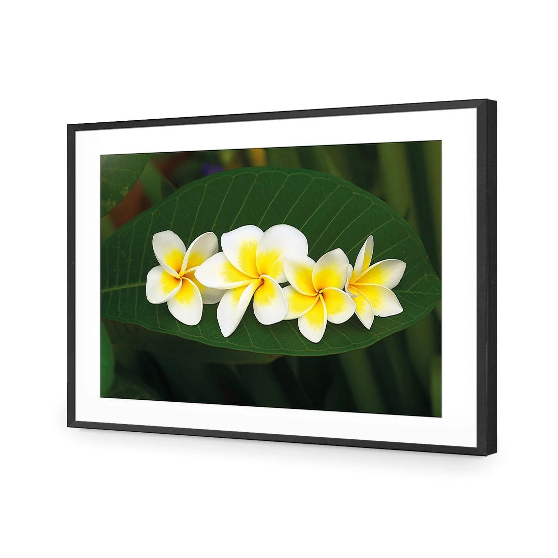 Frangipanis Floating Frangipanis Floating -WALL ART DESGIN SALE frangipanis floating acrylic glass with border black frame 45x30cm 387235