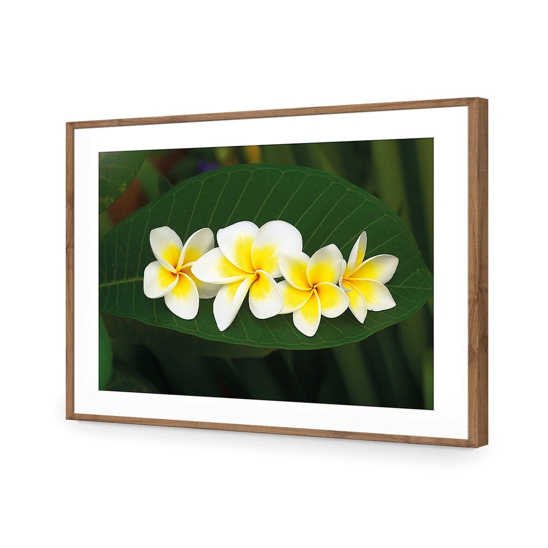 Frangipanis Floating Frangipanis Floating -WALL ART DESGIN SALE frangipanis floating acrylic glass with border natural frame 45x30cm 707305