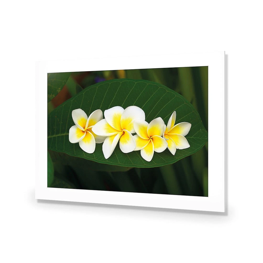 Frangipanis Floating Frangipanis Floating -WALL ART DESGIN SALE frangipanis floating acrylic glass with border no frame 45x30cm 583289
