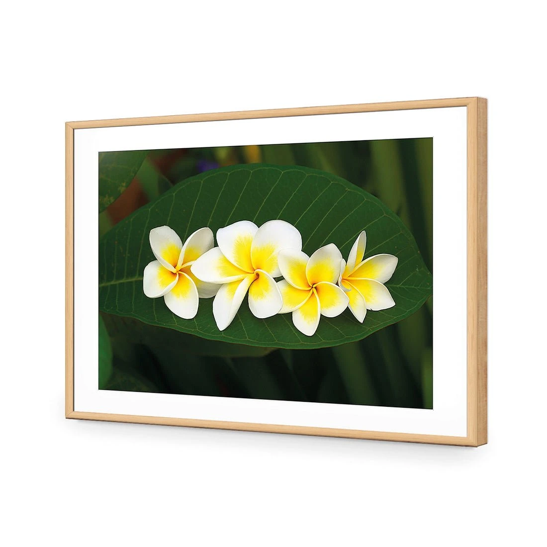 Frangipanis Floating Frangipanis Floating -WALL ART DESGIN SALE frangipanis floating acrylic glass with border oak frame 45x30cm 518537