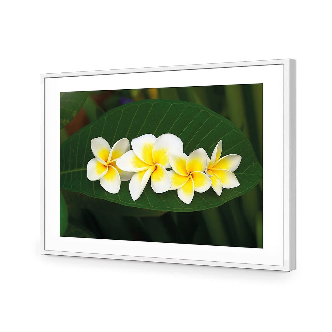 Frangipanis Floating Frangipanis Floating -WALL ART DESGIN SALE frangipanis floating acrylic glass with border white frame 45x30cm 424878
