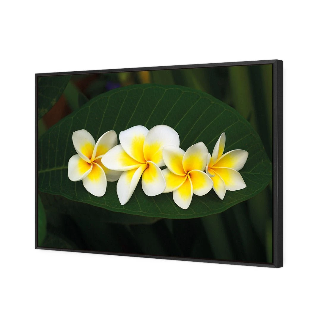 Frangipanis Floating Frangipanis Floating -WALL ART DESGIN SALE frangipanis floating canvas black floating frame 45x30cm 258657