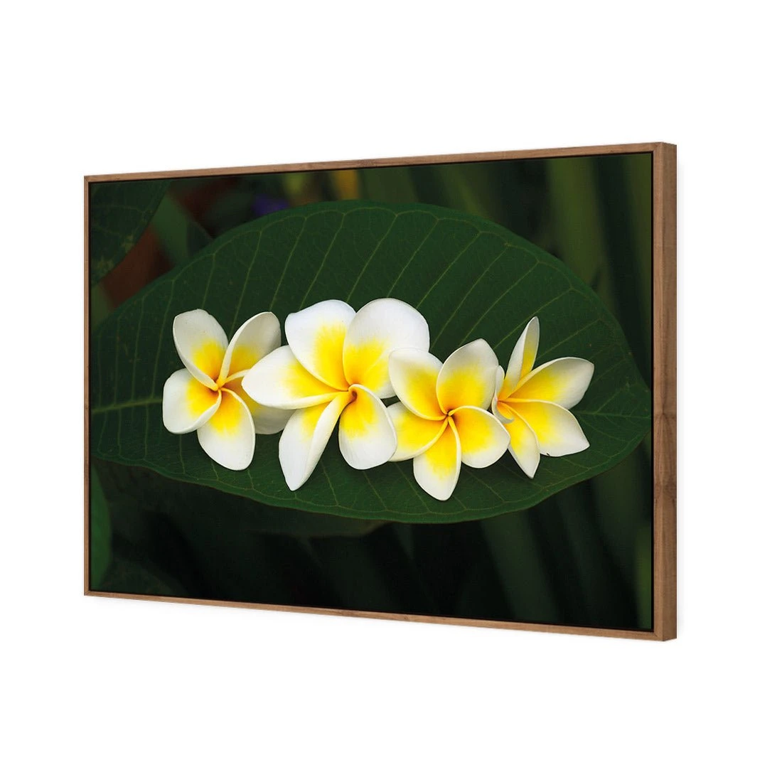 Frangipanis Floating Frangipanis Floating -WALL ART DESGIN SALE frangipanis floating canvas natural floating frame 45x30cm 534802