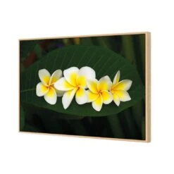 Frangipanis Floating 6 Frangipanis Floating -WALL ART DESGIN SALE frangipanis floating canvas oak floating frame 45x30cm 309587