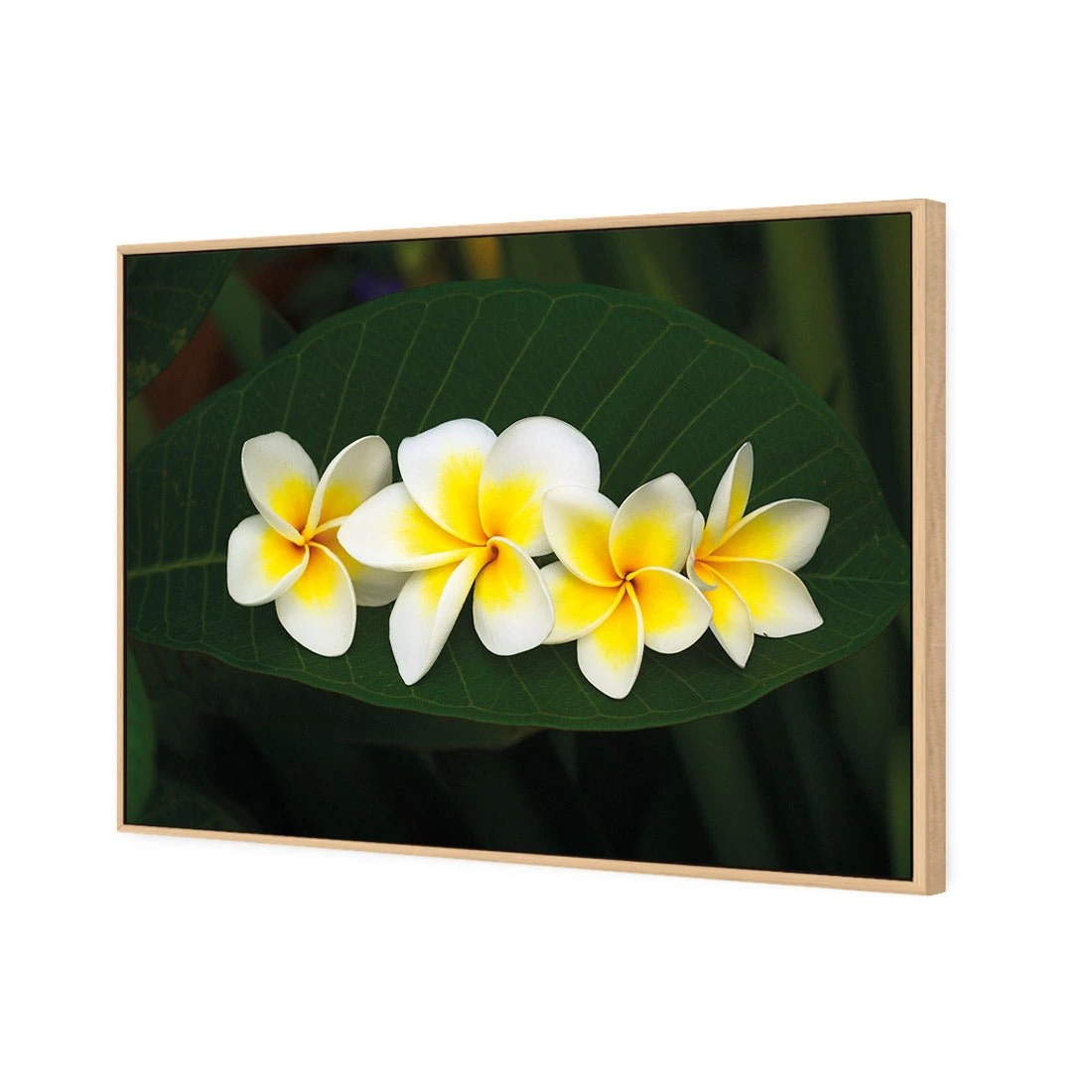 Frangipanis Floating Frangipanis Floating -WALL ART DESGIN SALE frangipanis floating canvas oak floating frame 45x30cm 309587