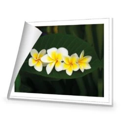 Frangipanis Floating 8 Frangipanis Floating -WALL ART DESGIN SALE frangipanis floating canvas rolled canvas 45x30cm 747084