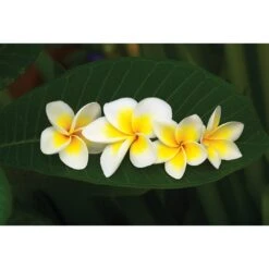 Frangipanis Floating