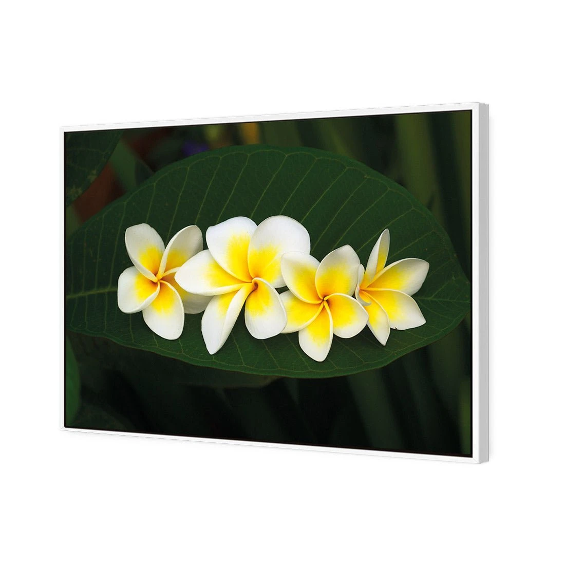 Frangipanis Floating Frangipanis Floating -WALL ART DESGIN SALE frangipanis floating canvas white floating frame 45x30cm 386724