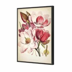Gorgeous Magnolia Illustration Canvas Art -WALL ART DESGIN SALE gorgeous magnolia illustration canvas art 45x30cm black frame 492085