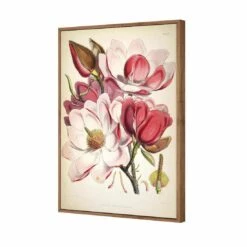 Gorgeous Magnolia Illustration Canvas Art -WALL ART DESGIN SALE gorgeous magnolia illustration canvas art 45x30cm natural frame 233266