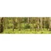Gumtrees (long) -WALL ART DESGIN SALE gumtrees long canvas stretched canvas 60x20cm 398372