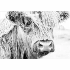 Henrietta The Highland Cow Acrylic Print Art