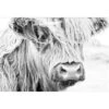 Henrietta The Highland Cow Canvas Art -WALL ART DESGIN SALE henrietta the highland cow canvas art 45x30cm no frame 557030