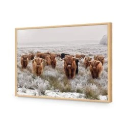 Herd Of Highlanders -WALL ART DESGIN SALE herd of highlanders acrylic glass no border oak frame 45x30cm 758871