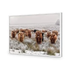 Herd Of Highlanders -WALL ART DESGIN SALE herd of highlanders acrylic glass no border white frame 45x30cm 414484