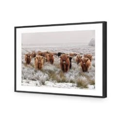 Herd Of Highlanders -WALL ART DESGIN SALE herd of highlanders acrylic glass with border black frame 45x30cm 787796