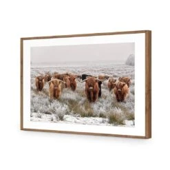 Herd Of Highlanders -WALL ART DESGIN SALE herd of highlanders acrylic glass with border natural frame 45x30cm 887980