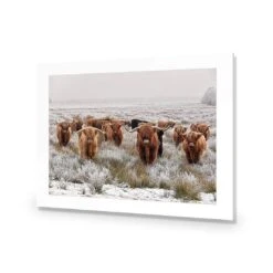 Herd Of Highlanders -WALL ART DESGIN SALE herd of highlanders acrylic glass with border no frame 45x30cm 922752