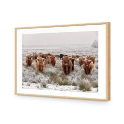 Herd Of Highlanders -WALL ART DESGIN SALE herd of highlanders acrylic glass with border oak frame 45x30cm 425207