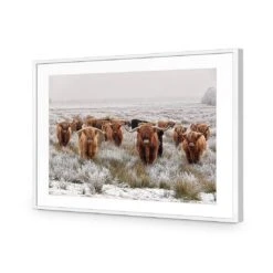 Herd Of Highlanders -WALL ART DESGIN SALE herd of highlanders acrylic glass with border white frame 45x30cm 502963