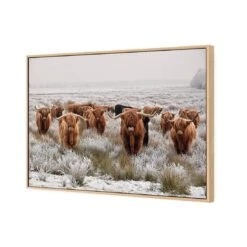Herd Of Highlanders -WALL ART DESGIN SALE herd of highlanders canvas oak frame 45x30cm 608579