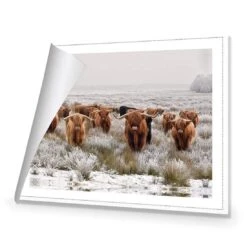 Herd Of Highlanders -WALL ART DESGIN SALE herd of highlanders canvas rolled canvas 45x30cm 728019