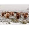 Herd Of Highlanders -WALL ART DESGIN SALE herd of highlanders canvas stretched canvas 45x30cm 626558