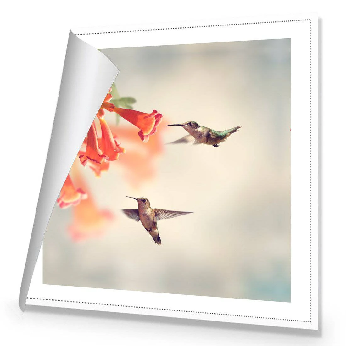 Hummingbird Hover Canvas Art Hummingbird Hover Canvas Art -WALL ART DESGIN SALE hummingbird hover canvas art 30x30cm rolled canvas 289326