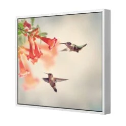 Hummingbird Hover Canvas Art 5 Hummingbird Hover Canvas Art -WALL ART DESGIN SALE hummingbird hover canvas art 30x30cm white frame 724409