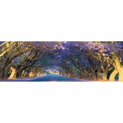 Jacaranda Alley, Long Canvas Art
