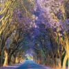 Jacaranda Alley (square) 2 Jacaranda Alley (square) -WALL ART DESGIN SALE jacaranda alley square canvas stretched canvas 37x37cm 208926