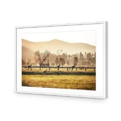 Kangaroo Run -WALL ART DESGIN SALE kangaroo run acrylic glass with border white frame 45x30cm 106087
