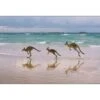 Kangaroos On Vacation Canvas Art 1 Kangaroos On Vacation Canvas Art -WALL ART DESGIN SALE kangaroos on vacation canvas art 45x30cm no frame 445490