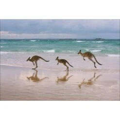 Kangaroos On Vacation Canvas Art