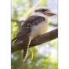 Kookaburra -WALL ART DESGIN SALE kookaburra canvas stretched canvas 45x30cm 212637