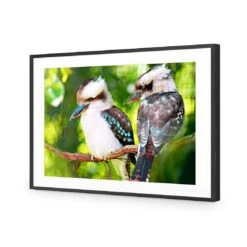 Kookaburra Pair Acrylic Print Art -WALL ART DESGIN SALE kookaburra pair acrylic print art with border black frame 45x30cm 114297