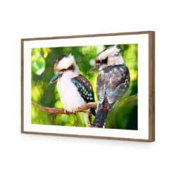 Kookaburra Pair Acrylic Print Art -WALL ART DESGIN SALE kookaburra pair acrylic print art with border natural frame 45x30cm 109930